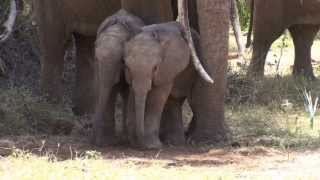 the cutest baby elephants samburu [upl. by Garlanda]