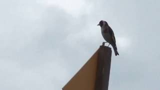 European Goldfinch Putter singing [upl. by Keon]