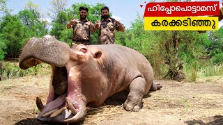 ഹിപ്പോപൊട്ടാമസ് കരക്കടിഞ്ഞു  Massive Hippopotamus huntingHippo huntingBest huntingAfrican Hippo [upl. by Whitford]