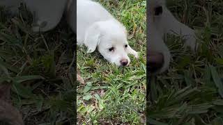 Video of adoptable pet named Poundcake Milkshake and Jelly bean [upl. by Anaid]