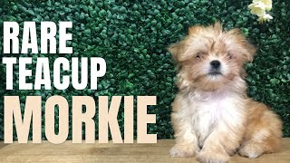 Rare Morkie Puppy Youve Never Seen Before and Adorable Teacup Puppies [upl. by Jerad960]