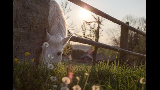 Do I need planning permission to keep horses in a field [upl. by Arob]