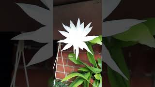 Epiphyllum flowering🌺 Jungle Cactus [upl. by Haggar]