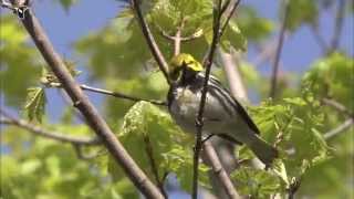 Singing male Blackthroated Green Warbler [upl. by Storer]