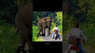 Elephant attack  tips to save shorts [upl. by Yerfej]