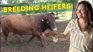 Bull Breeding Heifers Dexter Cattle Genetics [upl. by Seniag770]