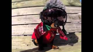 Crusoe The Wiener Dog Who Loves Winter [upl. by Viva744]