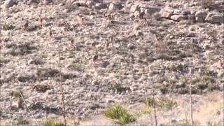 Aoudad Hunt [upl. by Aletta377]