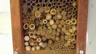 Wildbienen an einem Bienenhotel [upl. by Gasparo]