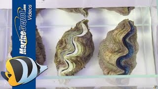 How to Care for Tridacna Clams in Your Saltwater Aquarium [upl. by Ahsoyek671]