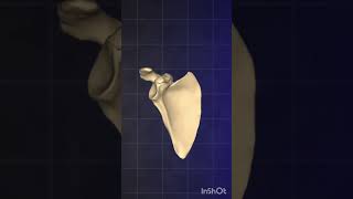 all types of bones in 1 min paramedicaleducation biology paramedic [upl. by Demetri]