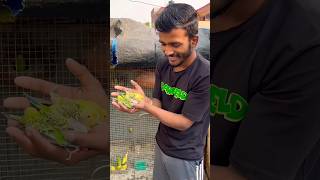 In ka pane ka bartan doi pigeon pigeonvlogger bird birds kabutarvlog birdspecies birdlives bn [upl. by Bethezel]