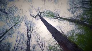 400 Year Old Maple Forest Ontarios Biggest Trees [upl. by Eckhardt]