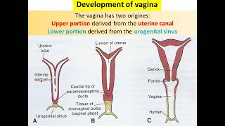 ERD10 Development of genital system 2 Genital ductsexternal genitalia [upl. by Lrat]