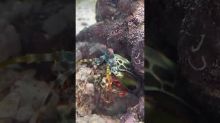 Mantis Shrimp VS Hermit Crab [upl. by Rafaj657]