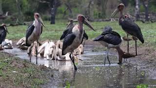 Pelicans in Gorongosa NP Mozambique [upl. by Pahl]