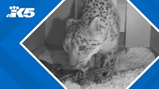 3 snow leopard cubs born at Woodland Park Zoo [upl. by Arivle762]