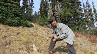 Whitebark Pine Pinus albicaulis [upl. by Aimet]