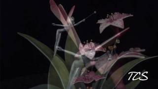 WDCC Fantasia Dew Drop Fairy Celebration Of Spring [upl. by Novoj561]