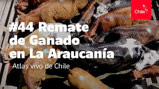 44 Remate de ganado en La Araucanía  Atlas Vivo de Chile [upl. by Esyle]