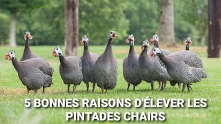 Voici 5 Bonnes raisons dElever les pintades Chairs ou Galors [upl. by Cirdla]