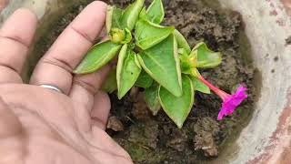 How to grow mirabilis jalapa cutting result [upl. by Tandi86]