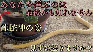 ※超強力⚠️どんな願いでも叶える白蛇様にあなたの願いを伝えて下さい！【山口県岩国市 白蛇神社】【祭神：市杵島姫神 田心姫神 湍津姫神】 [upl. by Cochard]