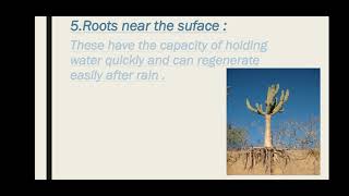 Xerophytic Plants and Animals  Class 12 Biology [upl. by Karlise771]