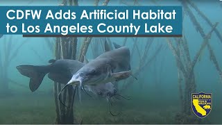 CDFW Adds Artificial Habitat to Los Angeles County Lake to Improve Fish and Fishing [upl. by Steffy]