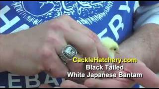 Black Tailed White Japanese Bantam Chicken Breed [upl. by Airuam347]