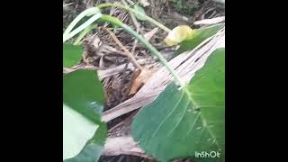 colocasia plant🌱🌱🌱 [upl. by Adehsar]