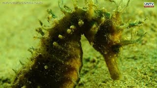 Saving Seahorses 2 tonnes of abandoned fishing nets removed from Greek seabed [upl. by Hibbitts]