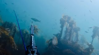 Spearfishing North East Scotland  Pollock jellyfish and strong currents [upl. by Rehpotsihrc]