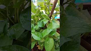 Epipremnum aureumplantgreenhouseplant [upl. by Nhguaval541]