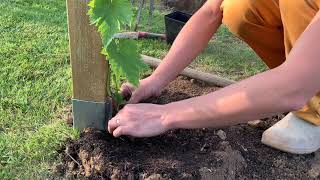 Première plantation extérieur de légumes dété et plantation de la vigne [upl. by Yllehs]