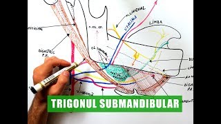 Trigonul Submandibular [upl. by Langille714]