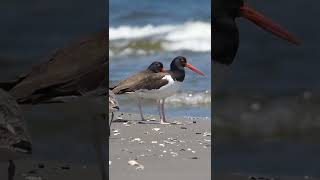 Two American Oystercatchers Chilling on the Beach [upl. by Yebba]