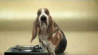 Basset Hound Beat Box [upl. by Hourihan932]