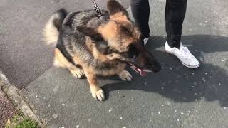 ANXIOUS AND HIGHLY DOG REACTIVE GSD LENNY session 1 [upl. by Tapes]