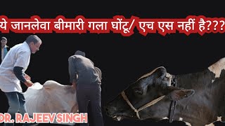 इसे गलाघोंटू या एच एस न समझेPleuropneumonia in cattle [upl. by Ativoj]