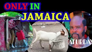 funny video  only in jamaica not a real place [upl. by Marozik51]