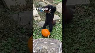 Red Panda Attempts To Break Pumpkin  From the VAULT [upl. by Ylime]