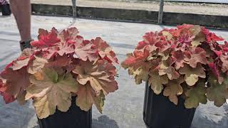 Plant Spotlight Heuchera [upl. by Durward974]