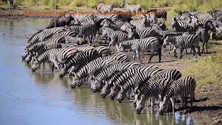 Maziti Dam Zebra quotMigrationquot stopping over at a waterhole in Kruger National Park [upl. by Nemsaj657]