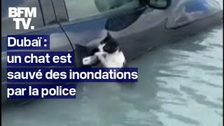 Inondations à Dubaï un chat saccroche à la portière dune voiture pour éviter la noyade [upl. by Ativoj]