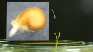 Beefsteak tomato seed germination timelapse [upl. by Onirefes]