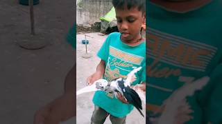 Siraji Kabutar Ka Shook Karo 🕊️🤗 pigeon video youtube [upl. by Eeleimaj922]