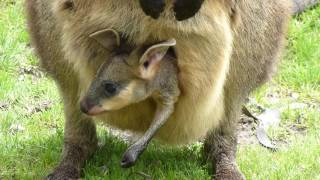 Baby Kangaroo in Pouch [upl. by Boote800]