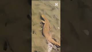 Monitor Lizard Swimming In Water shortsfeed shortsvideo yt viralvideos facts [upl. by Ahsias]