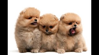 Heres What You Need To Know About Pomeranians shorts [upl. by Sualokcin615]